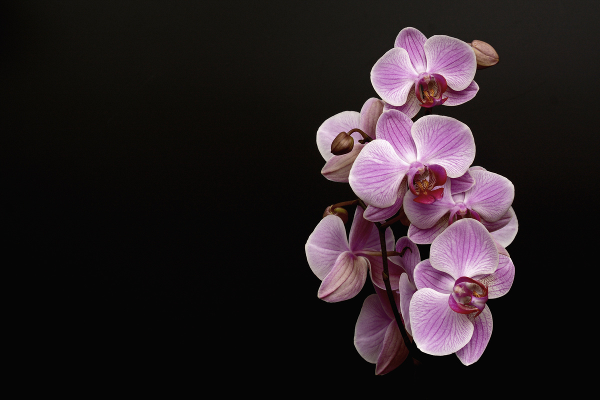 Purple Orchids Against a Black Background