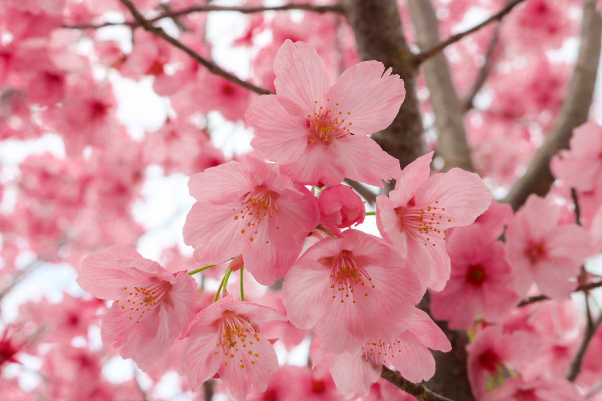 Close-Up Shot of Pink Cherry Blossom